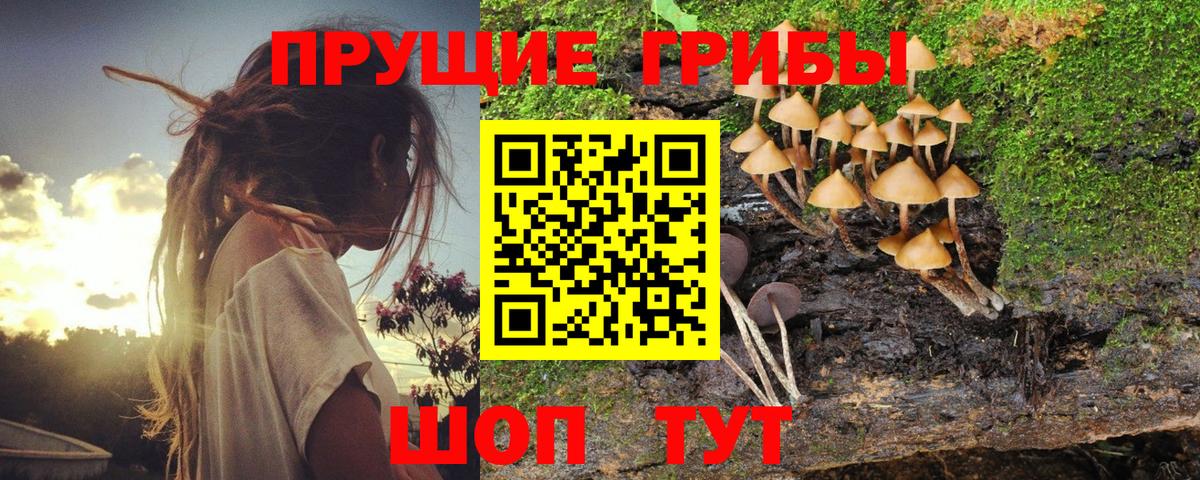 Галлюциногенные грибы Psilocybine cubensis Шарыпово